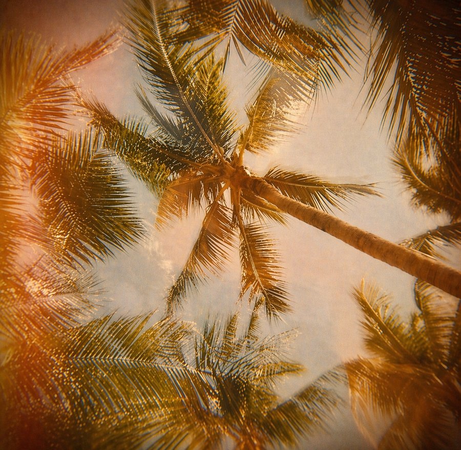 Upward view through tall palm trees in warm golden light, with visible grain and light-leak effects.