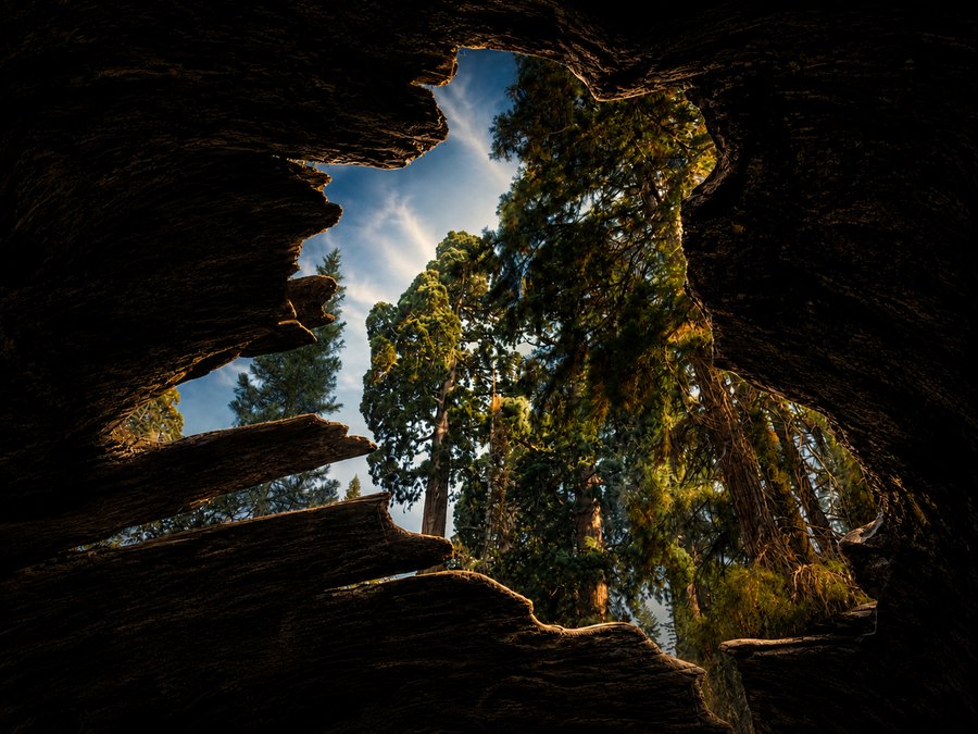 A view upward through a dark hollow or narrow opening reveals sunlit trees and blue sky beyond.
