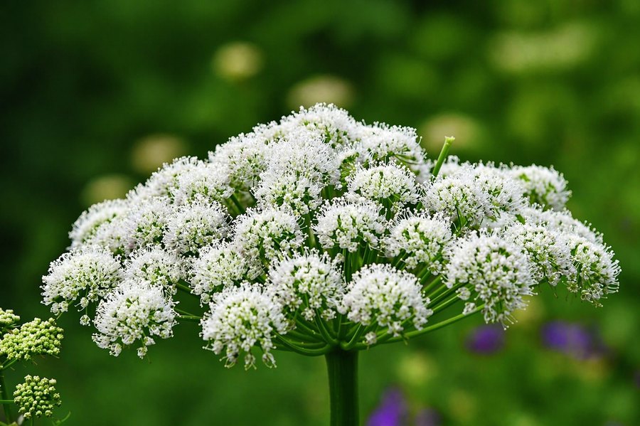Close-up cluster of delicate white flowers against a soft, out-of-focus green background.