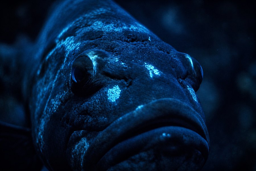 Extreme close-up of a deep-sea fish's face illuminated in intense blue light against a dark background.