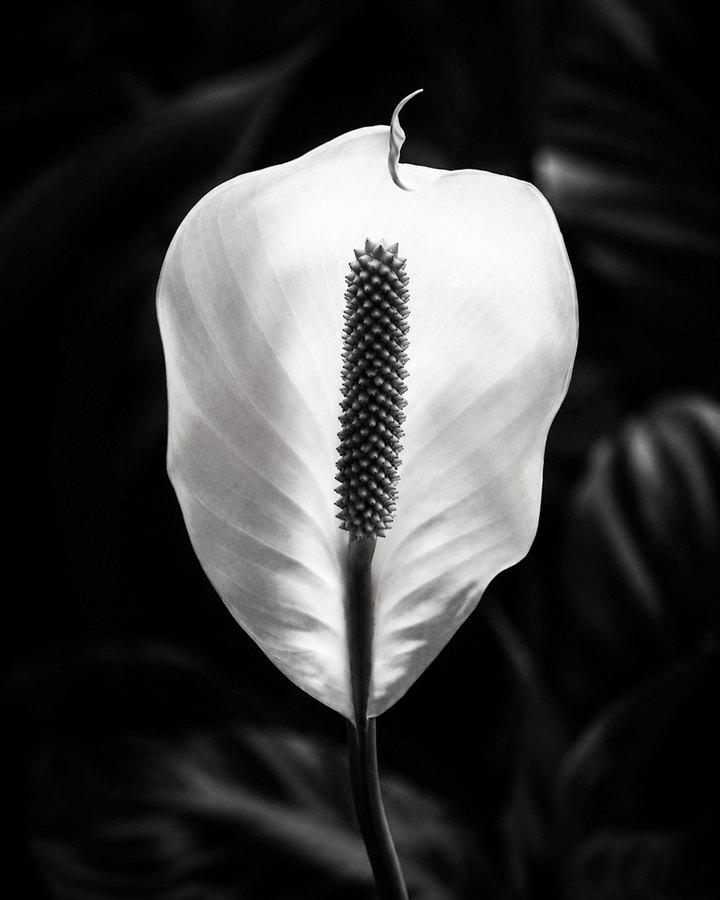 Notes: