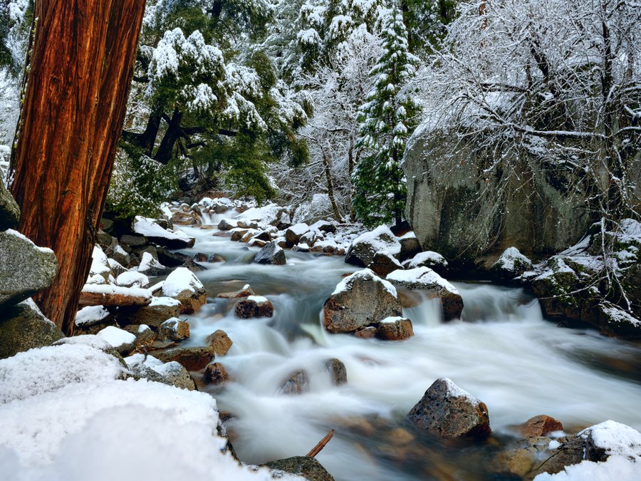 A cool-toned winter creek rushes between snow-covered rocks and red-barked trees in Yosemite.