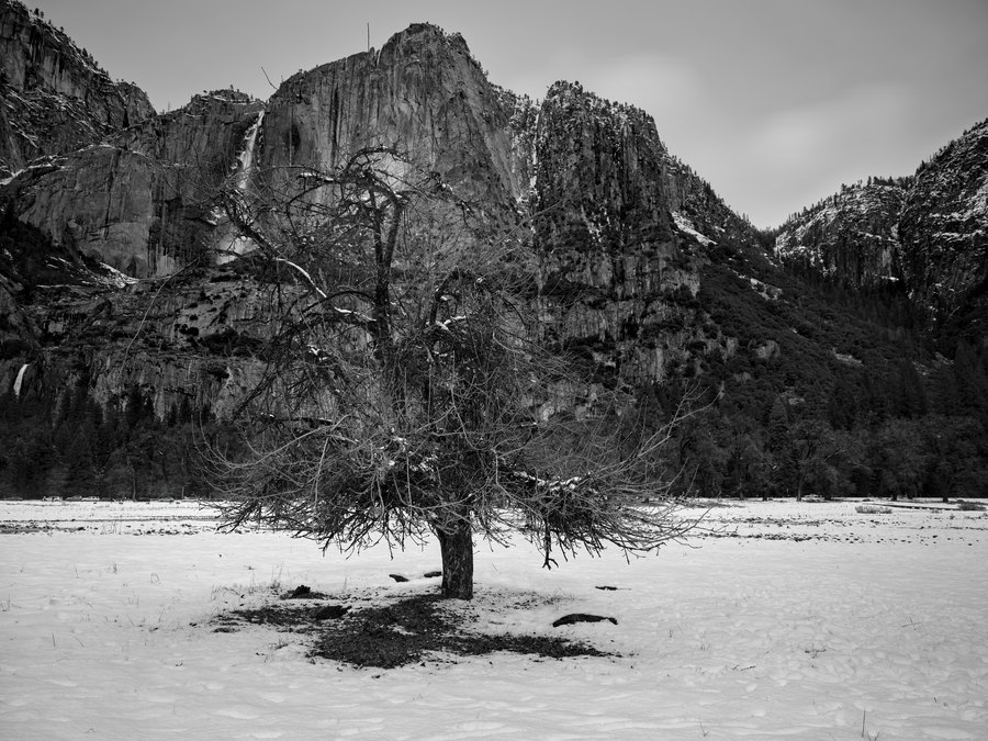 A single leafless tree stands alone in a snow-covered Yosemite meadow beneath towering dark granite cliffs.
