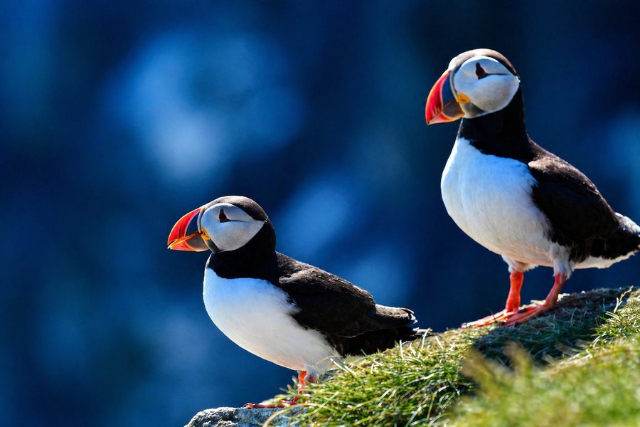 Two puffins standing on a grassy cliff edge against a deep blue, softly blurred background.